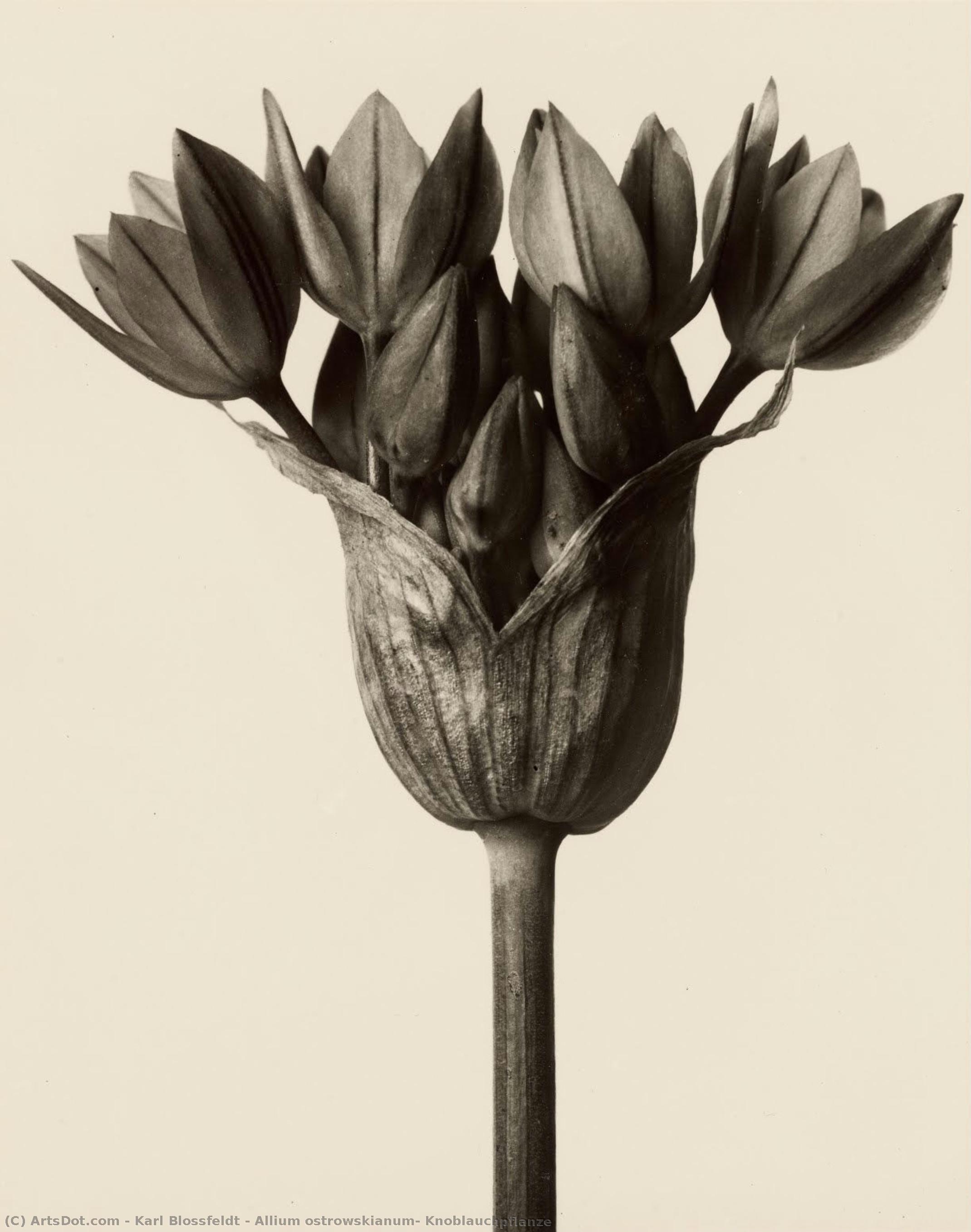 Allium Ostrowskianum, Knoblauchpflanze — Karl Blosfeldt