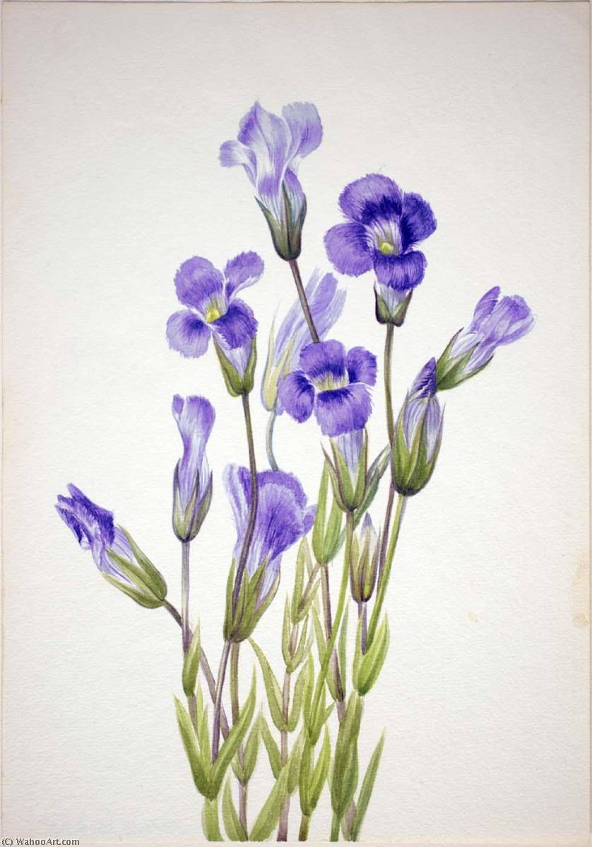 Fringed Gentian (gentiana Elegana) — Mary Vaux Walcott