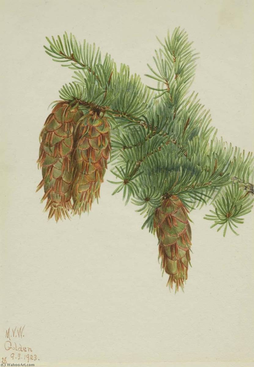 Douglas Fir (pseudotsuga Mucronata) — Mary Vaux Walcott
