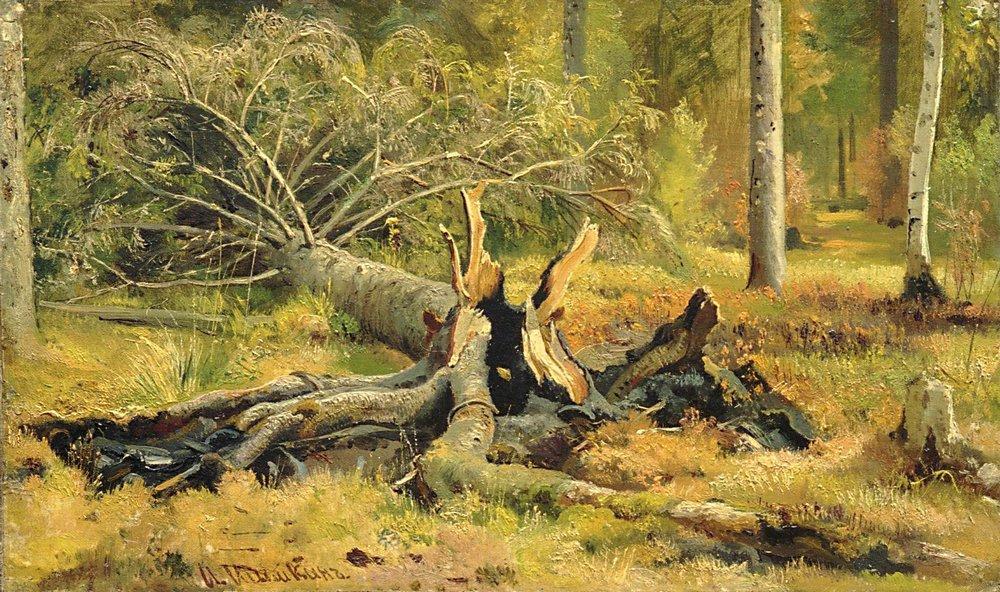 Fallen Tree. Siverskaya — Ivan Ivanovich Shishkin