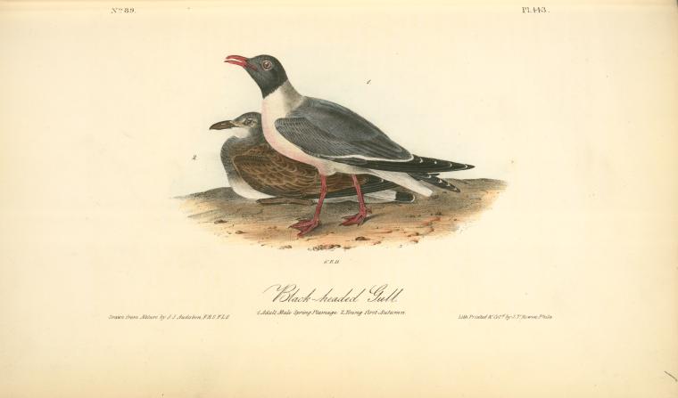 Black-headed Gull. 1. Adult Male Spring Plumage. 2. Young First Autumn — John James Audubon