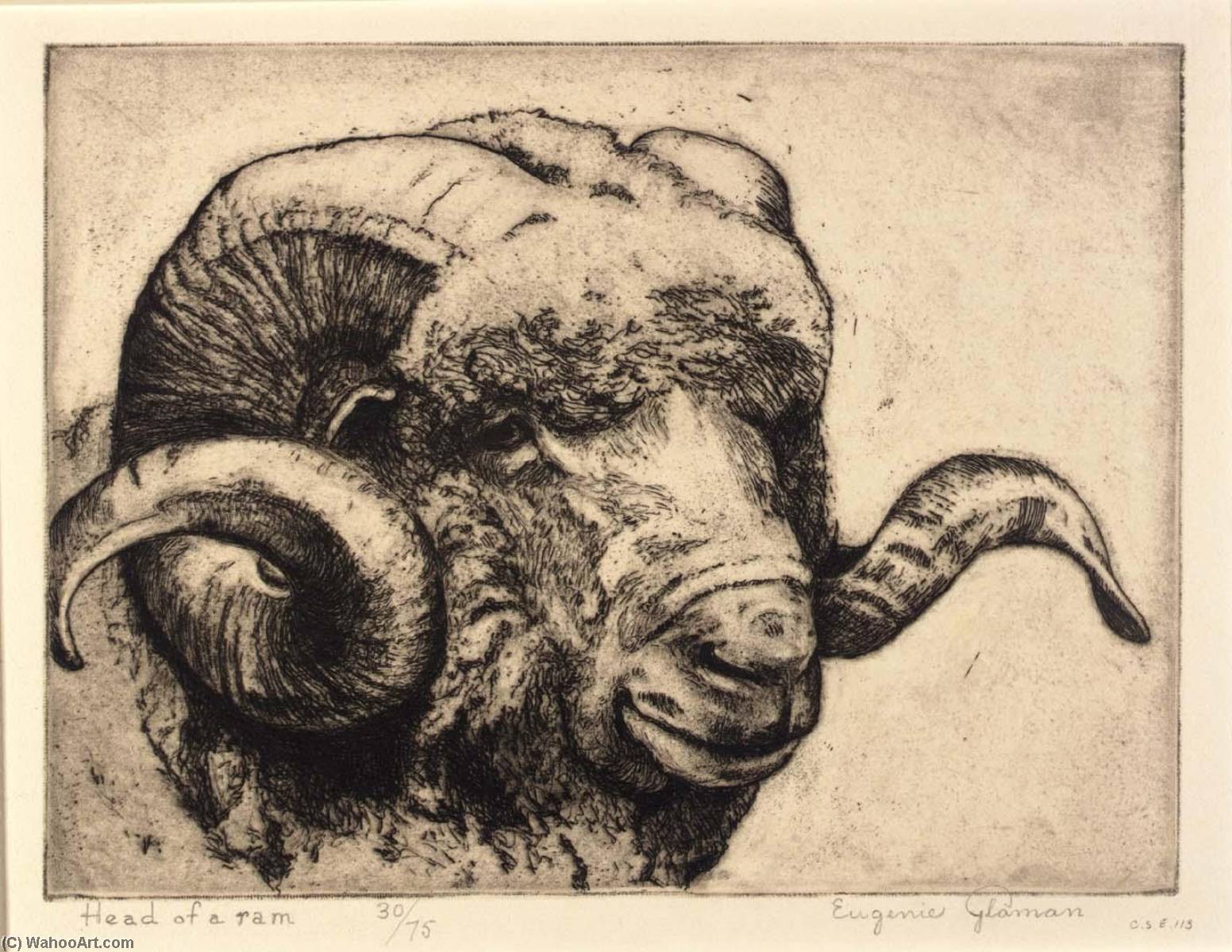 Head Of A Ram — Eugenie Fish Glaman
