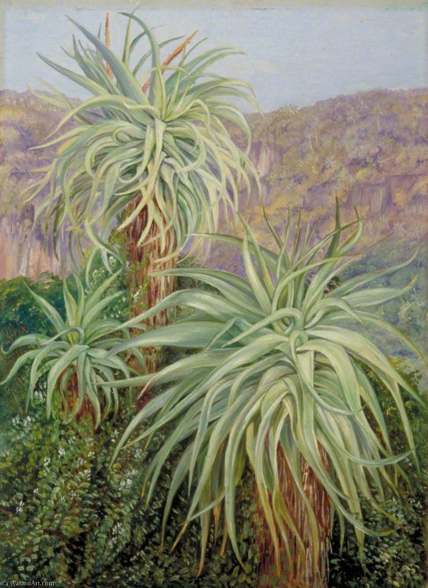 Aloes Und Plumbago Bei Grahamstown, Südafrika — Marianne North