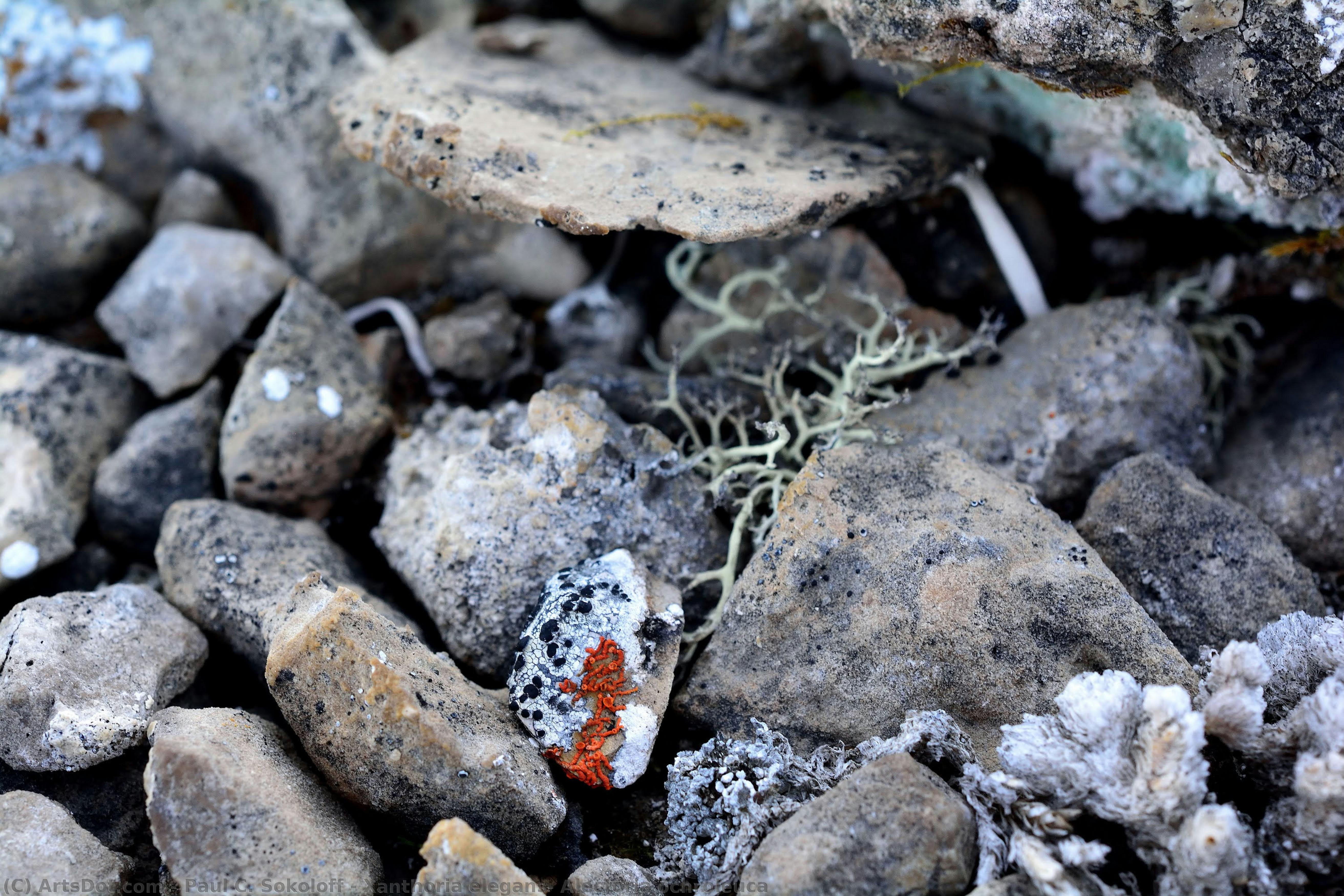 Xanthoria Elegans, Alectoria Ochroleuca — Paul C. Sokoloff