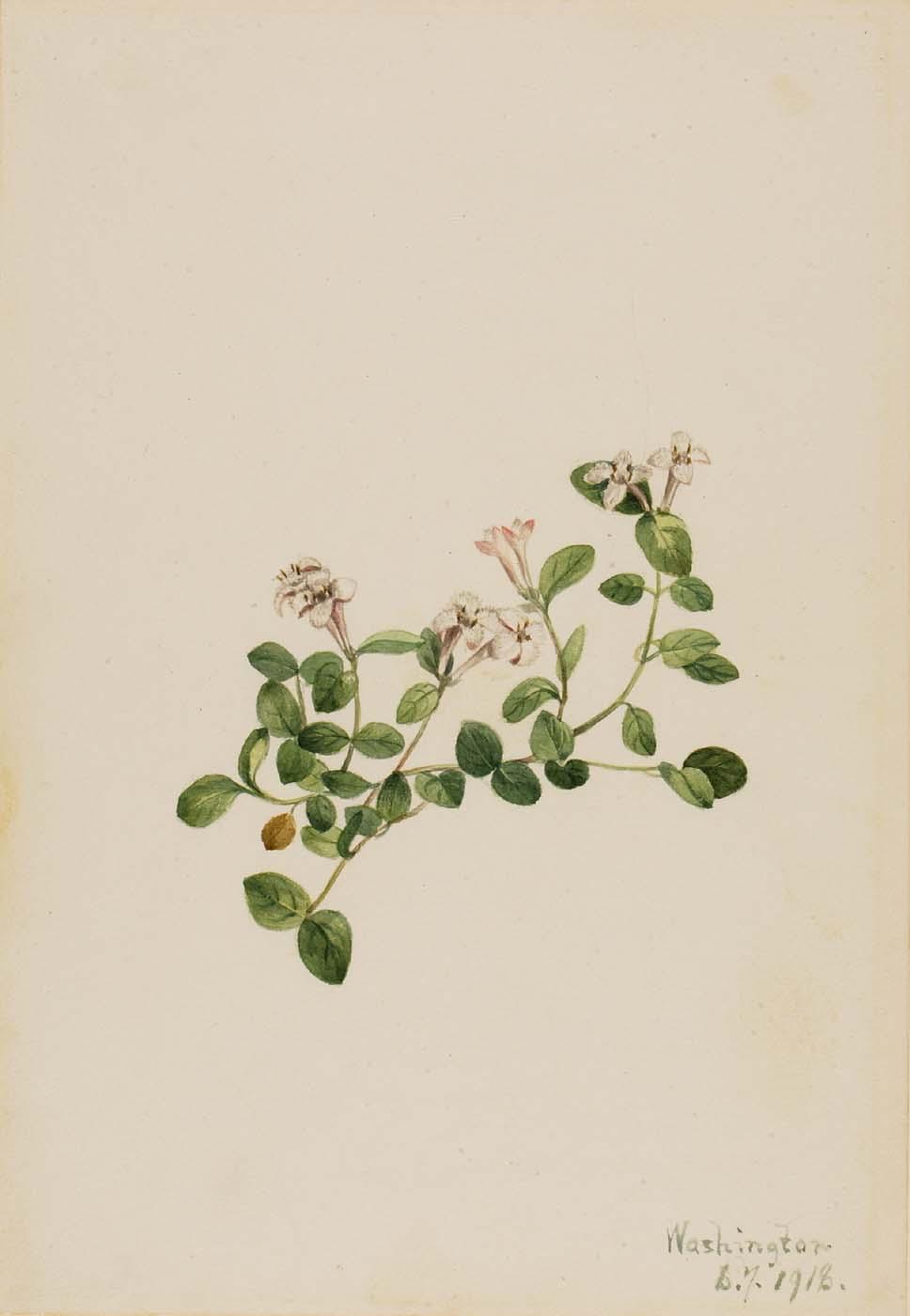 Partridgeberry (mitchella Repena) — Mary Vaux Walcott