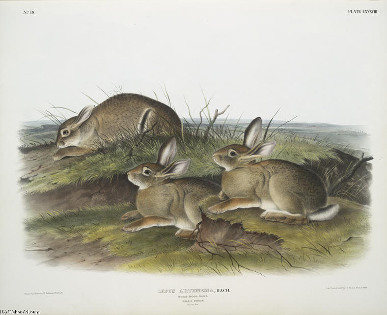 Lepus Artemesia, Warm Wood Hare — Джон Джеймс Одюбон