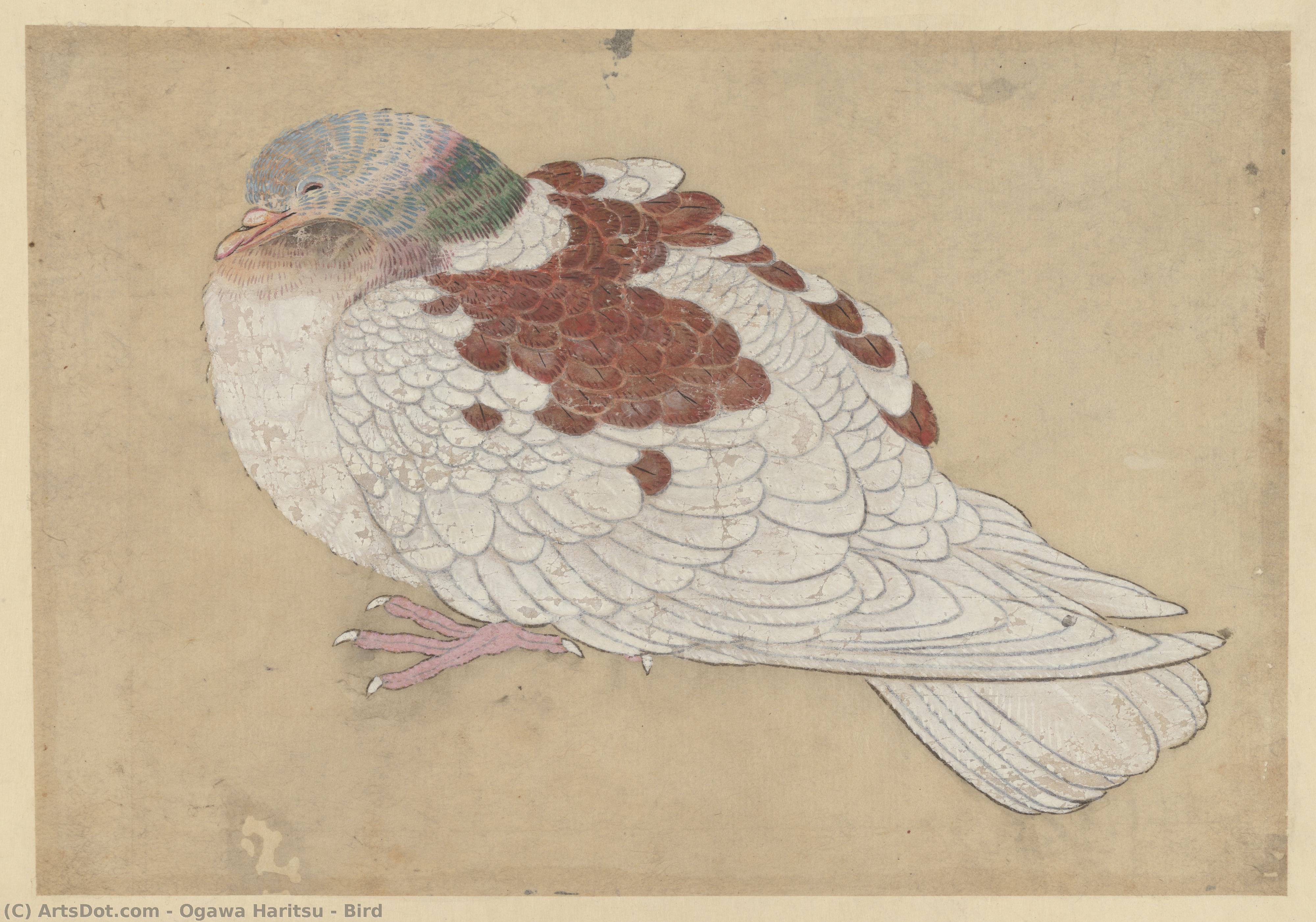 Bird — Ogawa Haritsu (ritsuō)