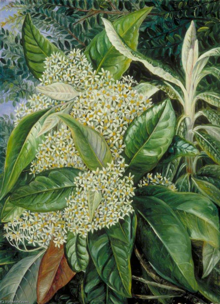 Moschbaum Und Hintergrund Von Immergrünem 'buche', Victoria — Marianne North