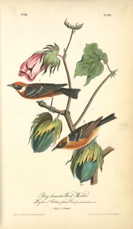 Bay-breasted Wood-warbler, 1. Male, 2. Female. (highland Cotton-plant. Gossipium Herbaceum) — John James Audubon