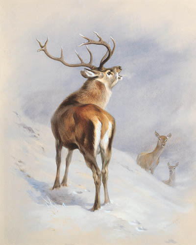 Red Deer, A Royal Roaring — Archibald Thorburn
