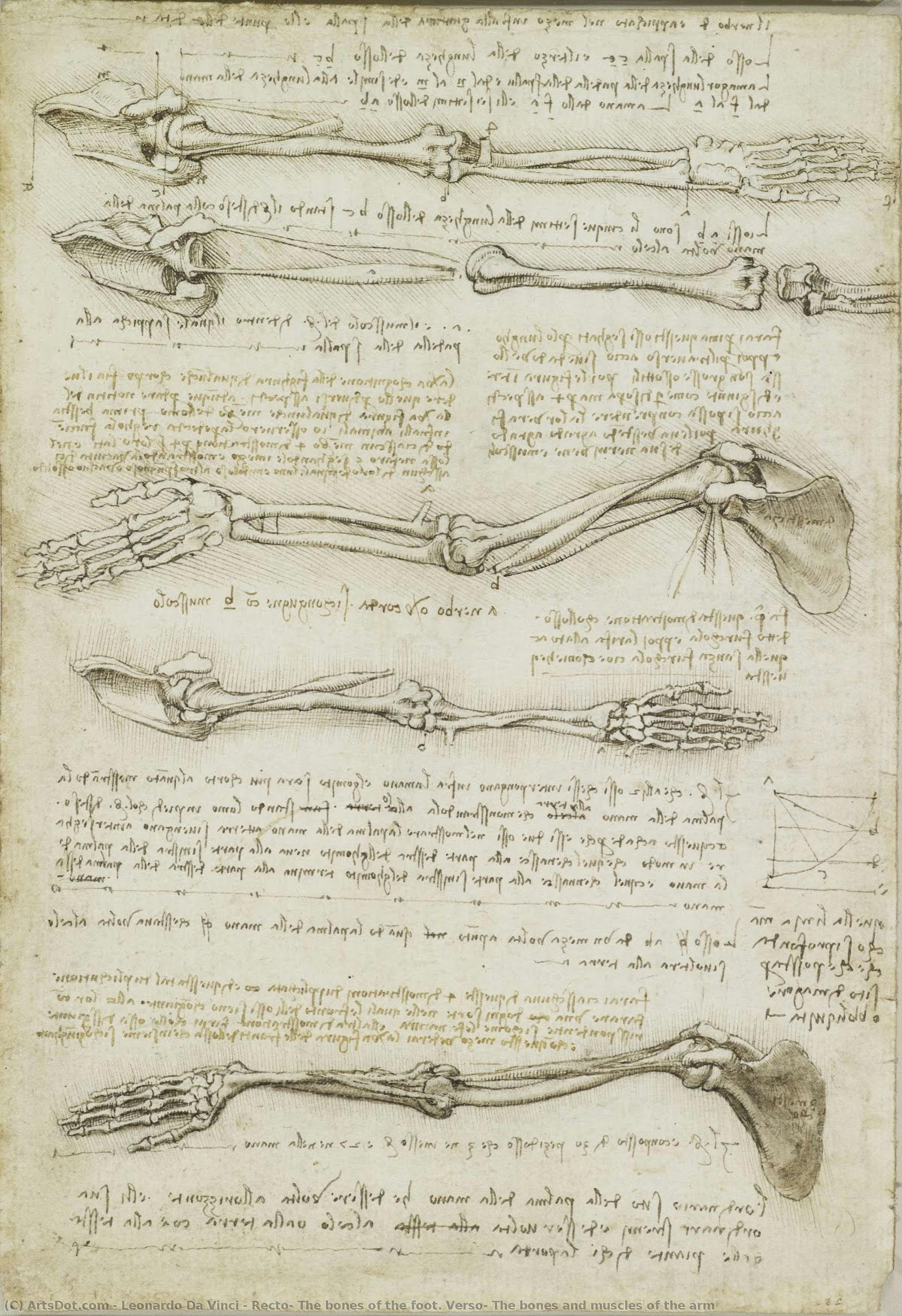 Recto: The Bones Of The Foot. Verso: The Bones And Muscles Of The Arm — Leonardo Da Vinci