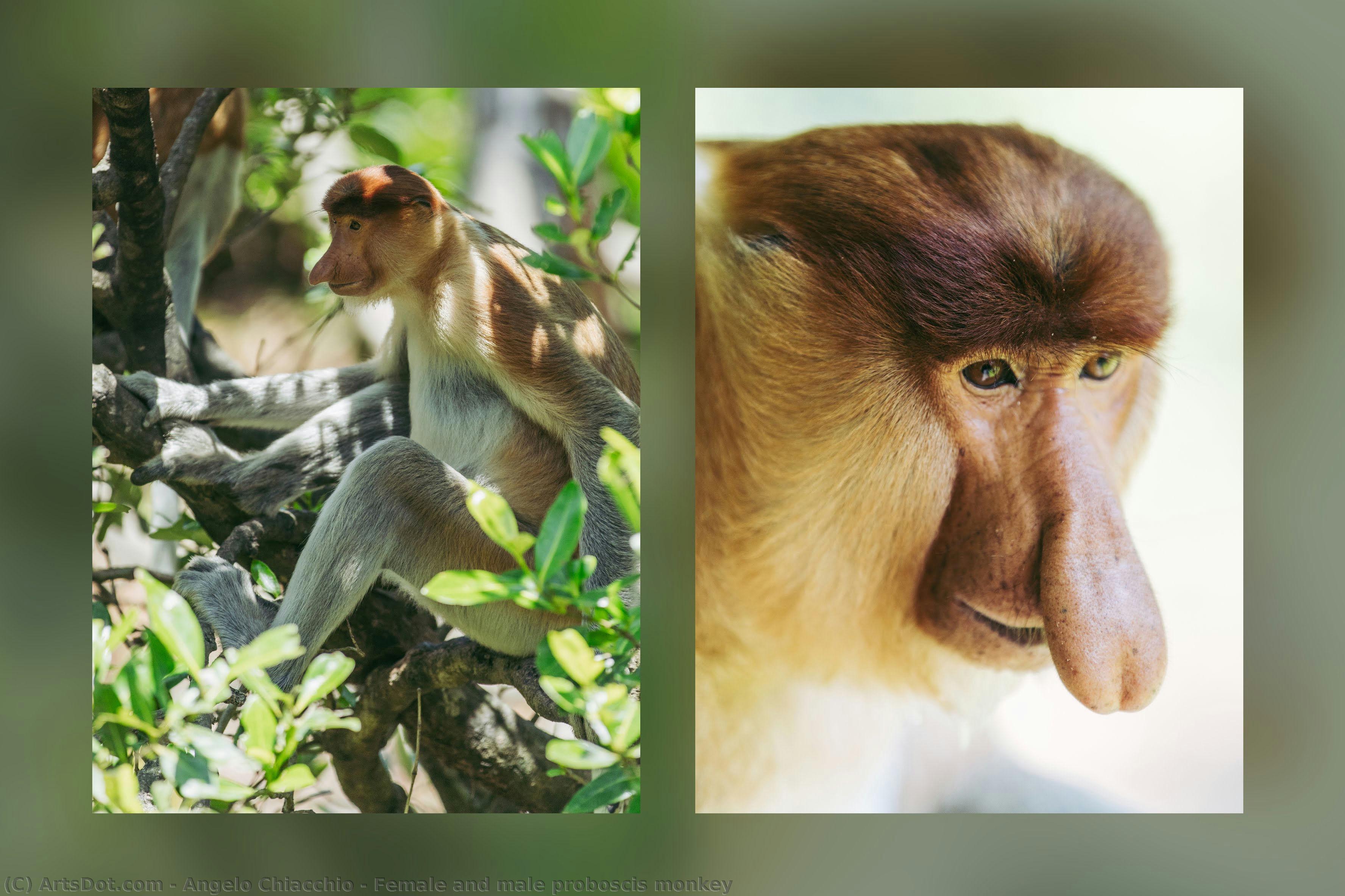 Female And Male Proboscis Monkey — Angelo Chiacchio