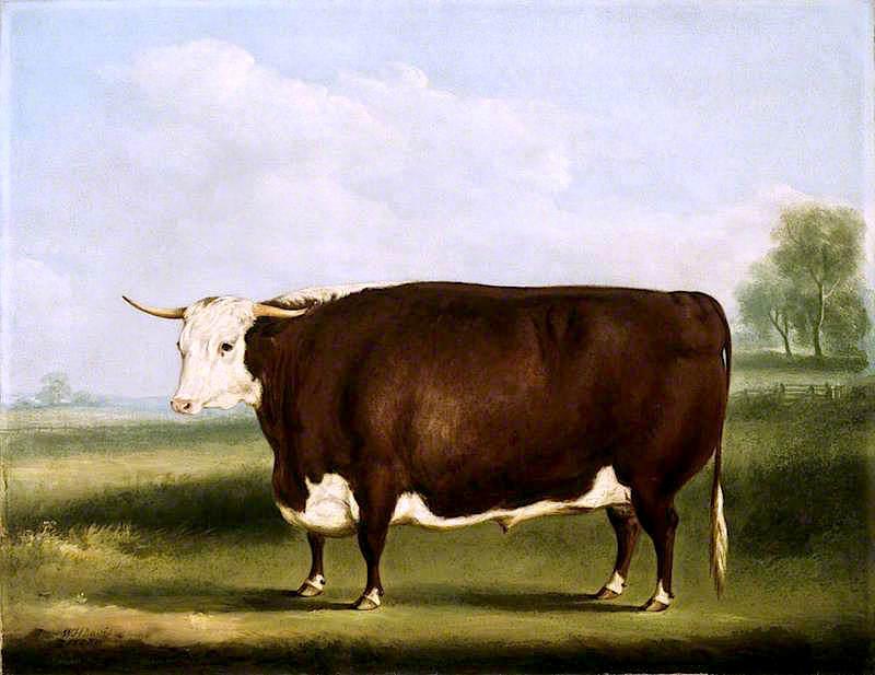 Hereford Bull — Уильям Генри Дэвис