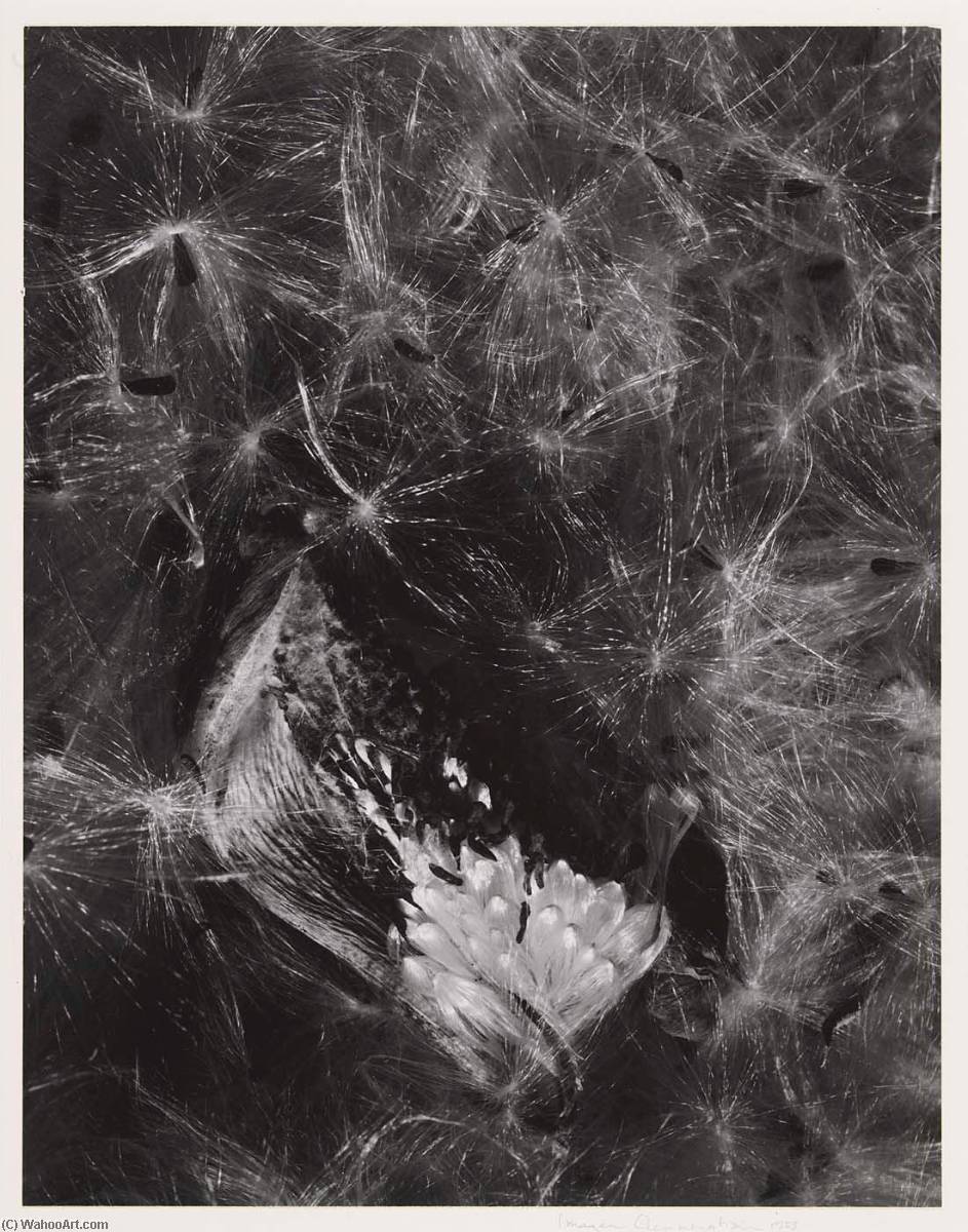 Auragia — Imogen Cunningham