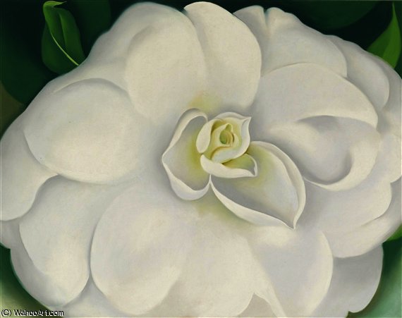 A White Camellia — Georgia O'keeffe