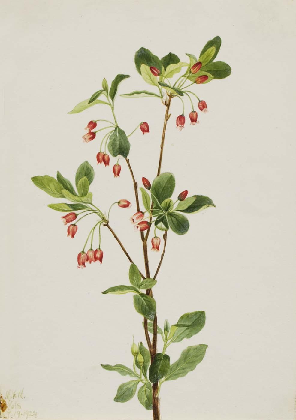 Western Menziesia (menziesia Glabella) — Mary Vaux Walcott