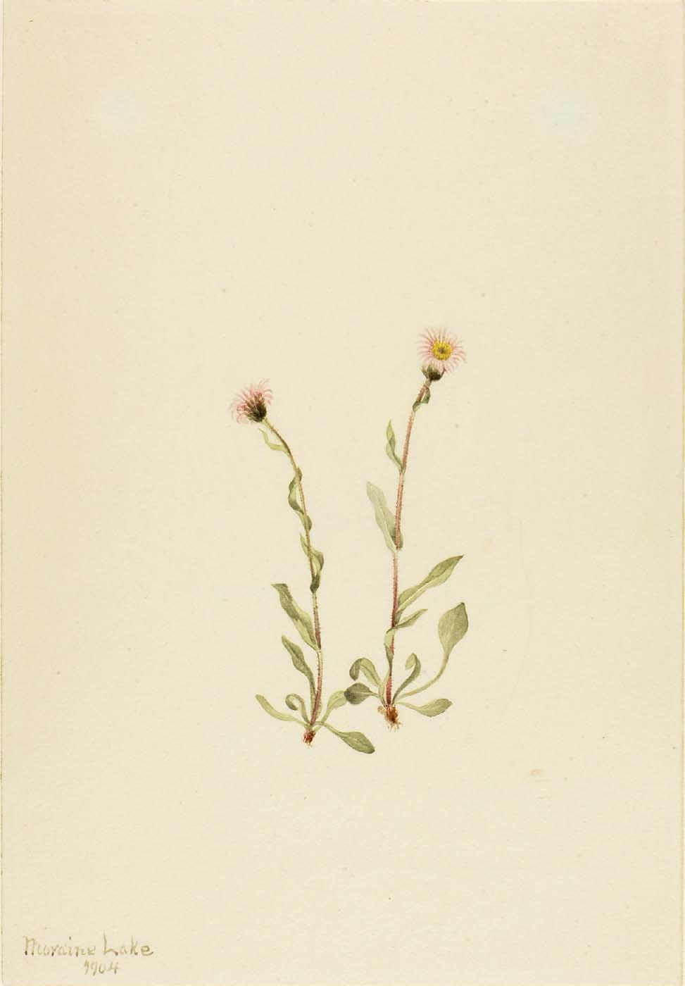 Pink Fleabane (erigeron Jucundus) — Mary Vaux Walcott