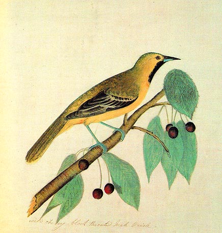 Male Black-throated Oriole — John James Audubon