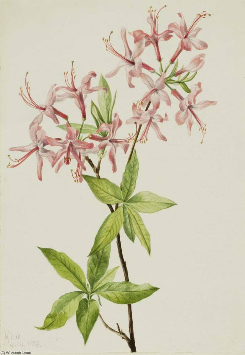 Downy Pinxter Bloom (azalea Rosea) — Mary Vaux Walcott