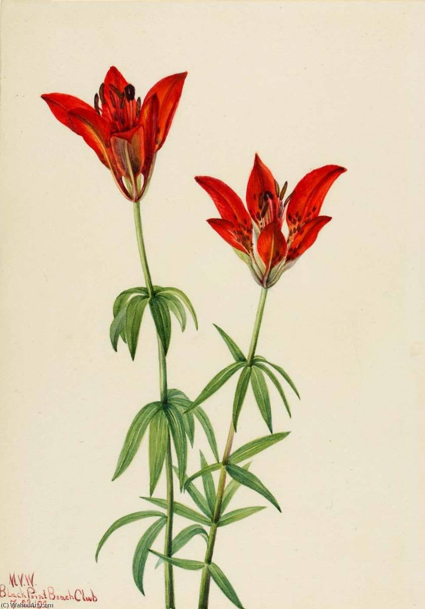 Wood Lily (lilium Philadelphicum) — Мери Вокс Волкотт