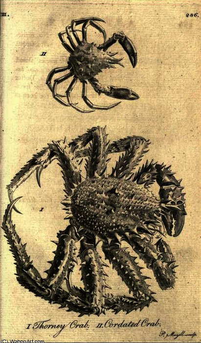 Thorney Crab - Cordated Crab From A Tour In Scotland — Moses Griffith
