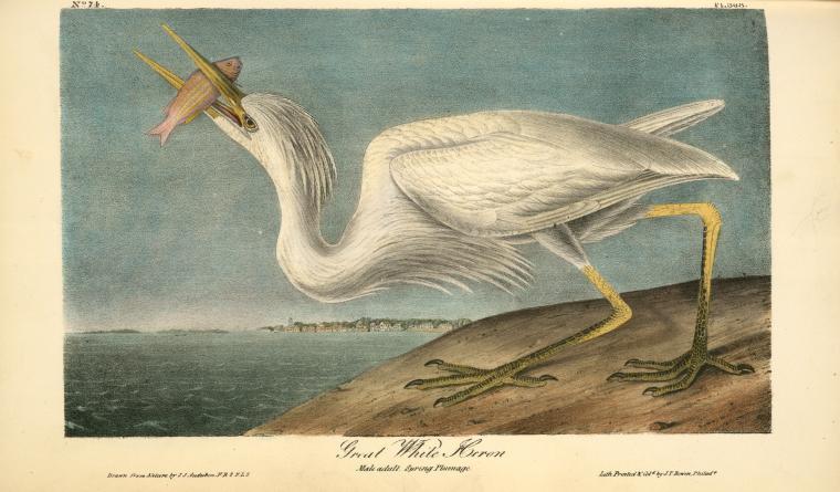 Great White Heron. Male Adult, Spring Plumage — John James Audubon