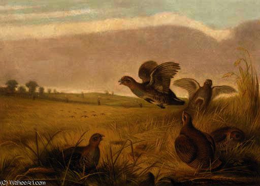 Partridge Rising — Archibald Thorburn