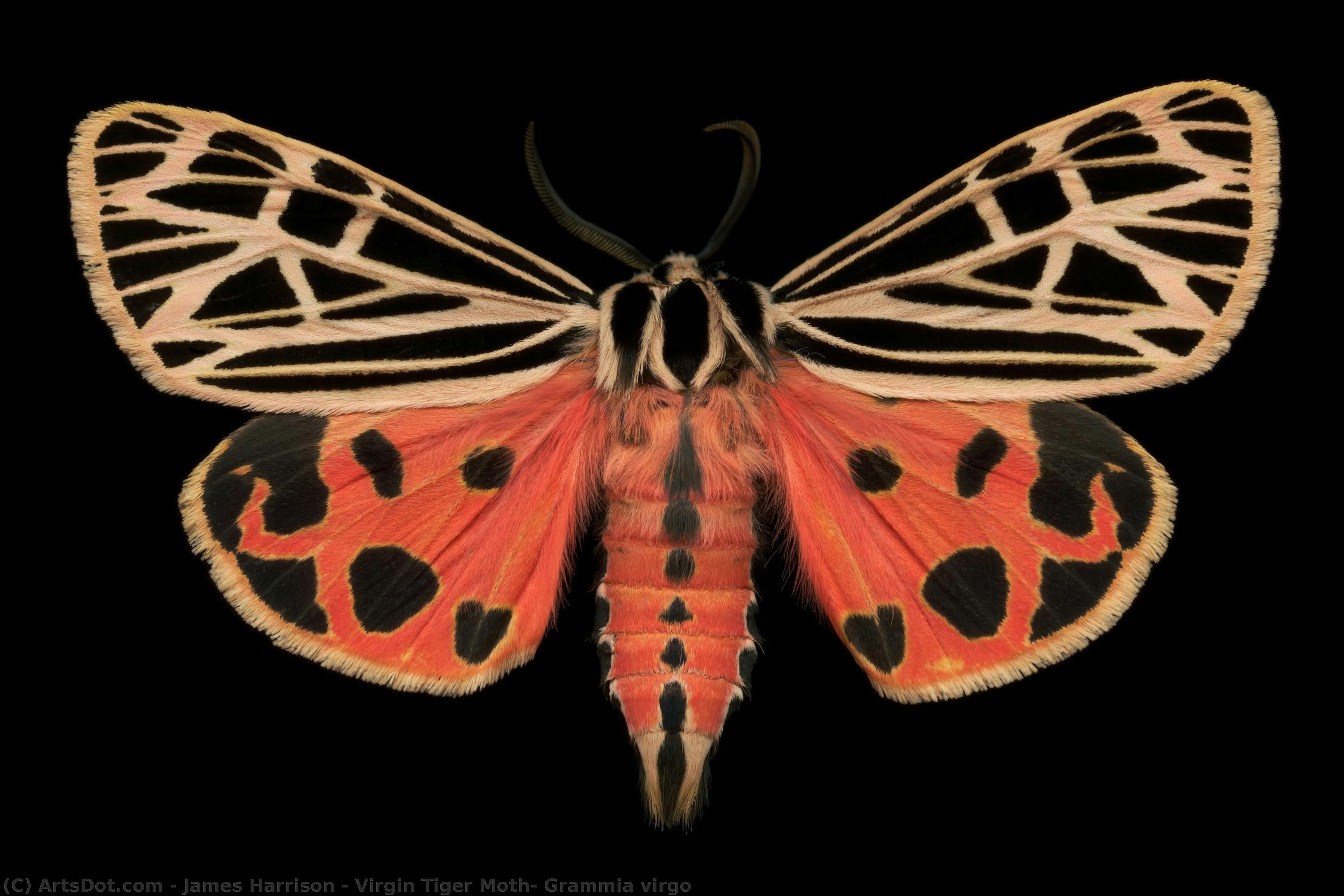 Virgin Tiger Moth, Grammia Virgo — James Harrison