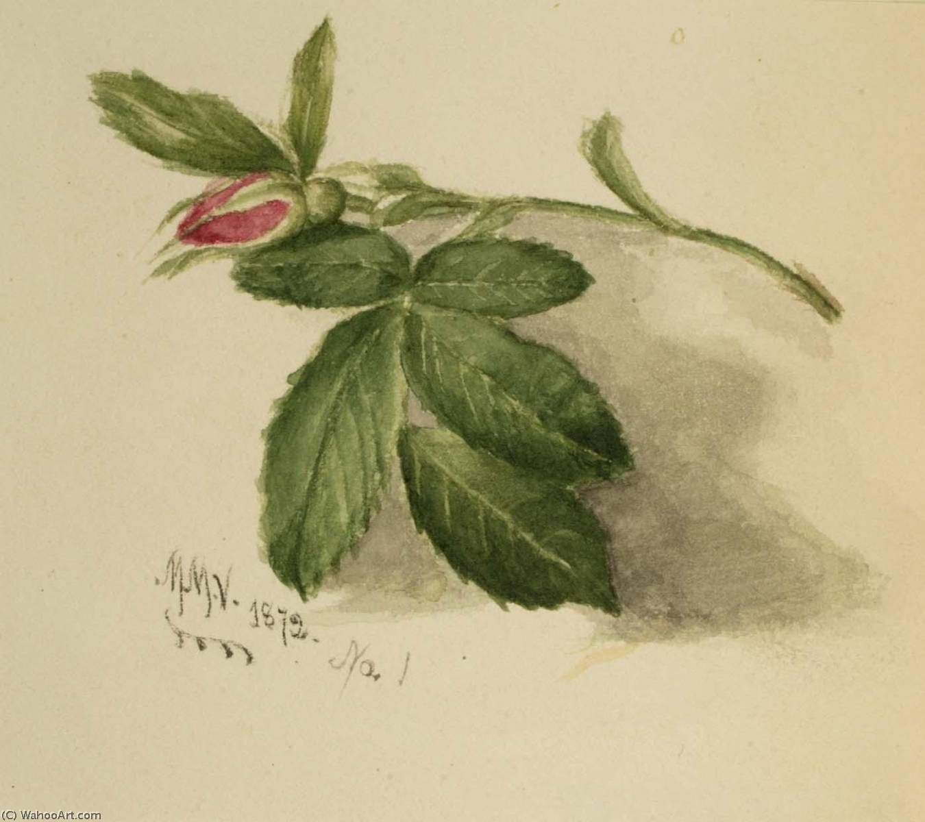 Rosebud — Mary Vaux Walcott
