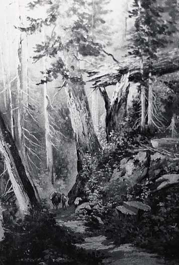 California Redwoods, (painting) — Von Luerzer