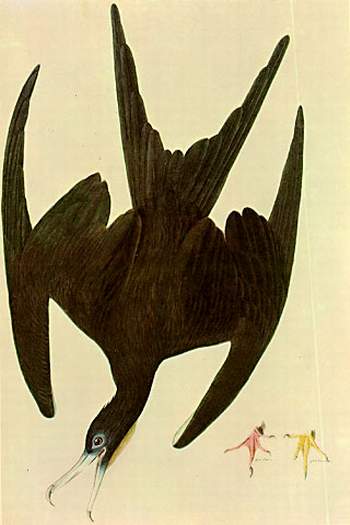 Frigate Magnificens — John James Audubon