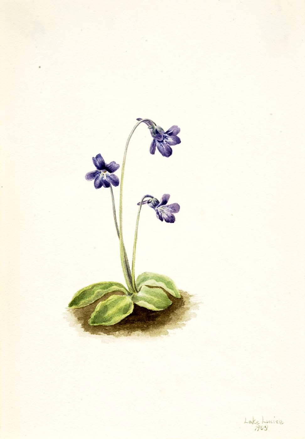 Northern Butterwort (pinguicula Vulgaris) — Mary Vaux Walcott