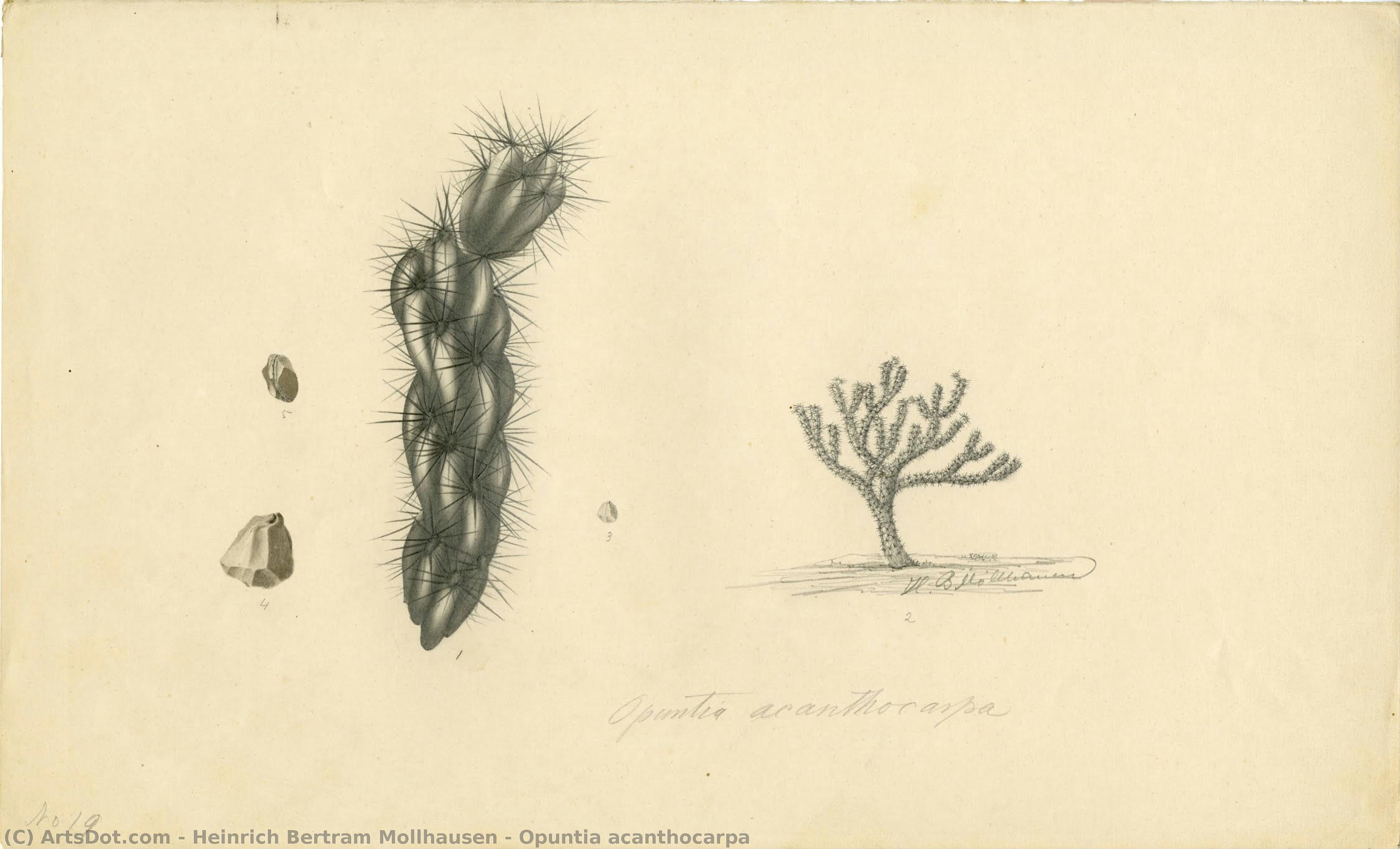 Opuntia Acanthocarpa — Heinrich Bertram Mollhausen