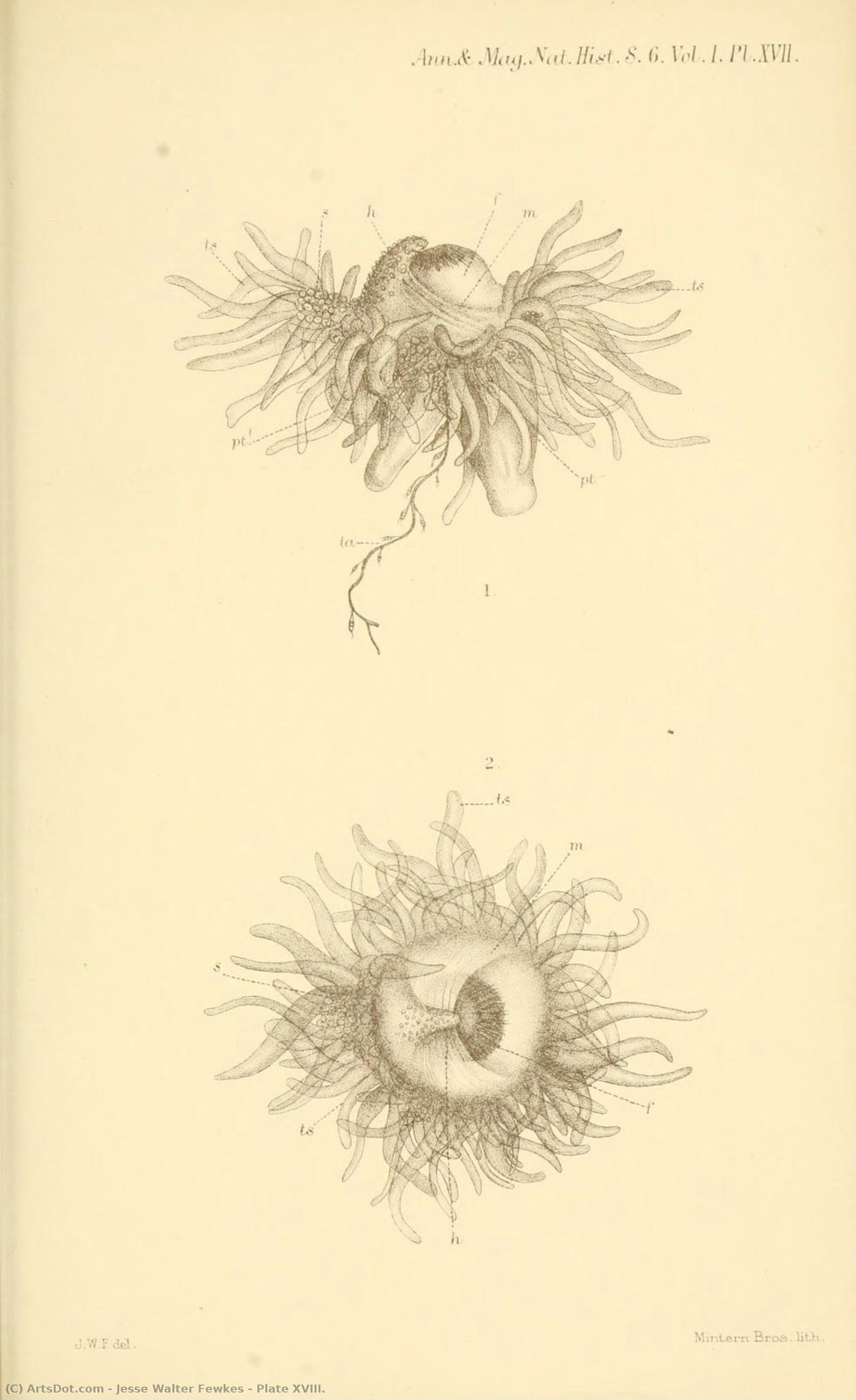 Plate Xviii. — Джесс Уолтер Фьюкс