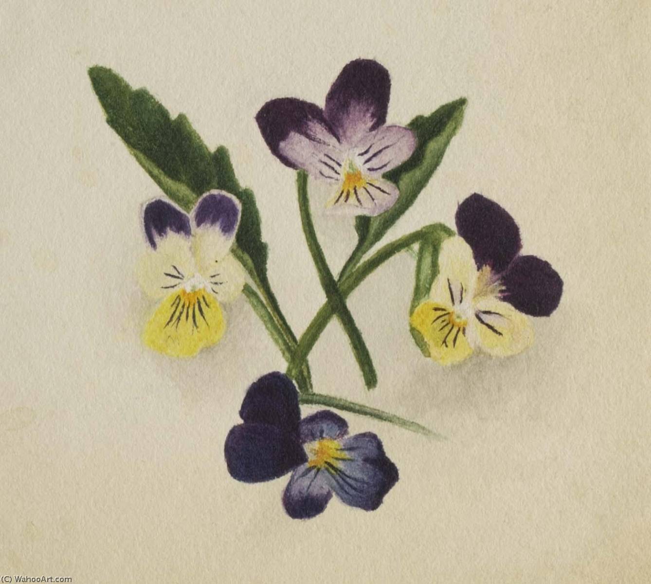 Untitled (pansies) — Mary Vaux Walcott