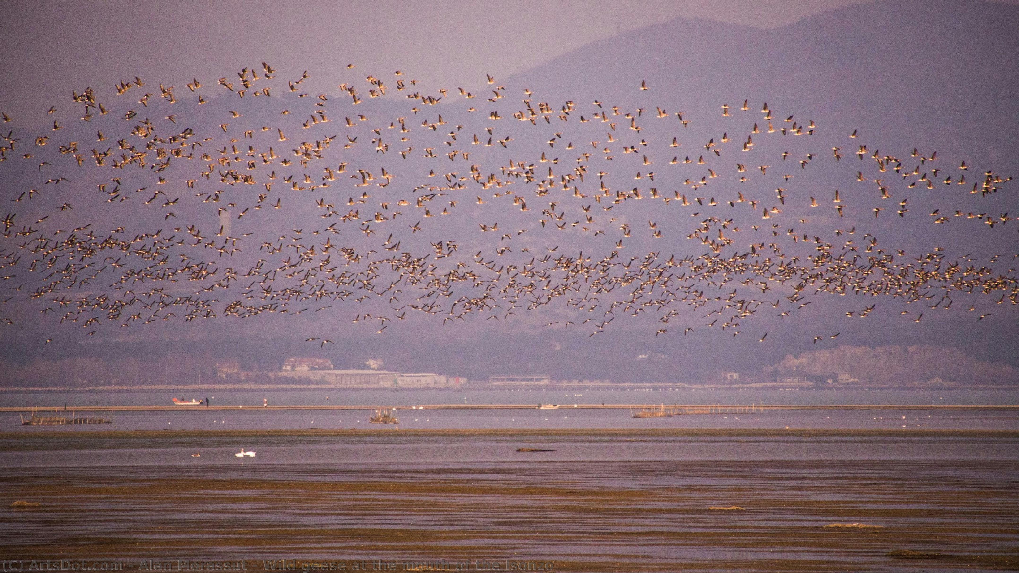 Wild Geese At The Mouth Of The Isonzo — Alan Morassut
