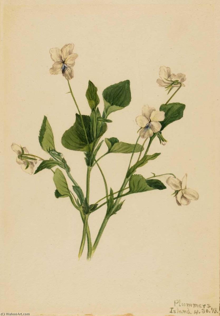 Cream Violet (viola Striata) — Mary Vaux Walcott
