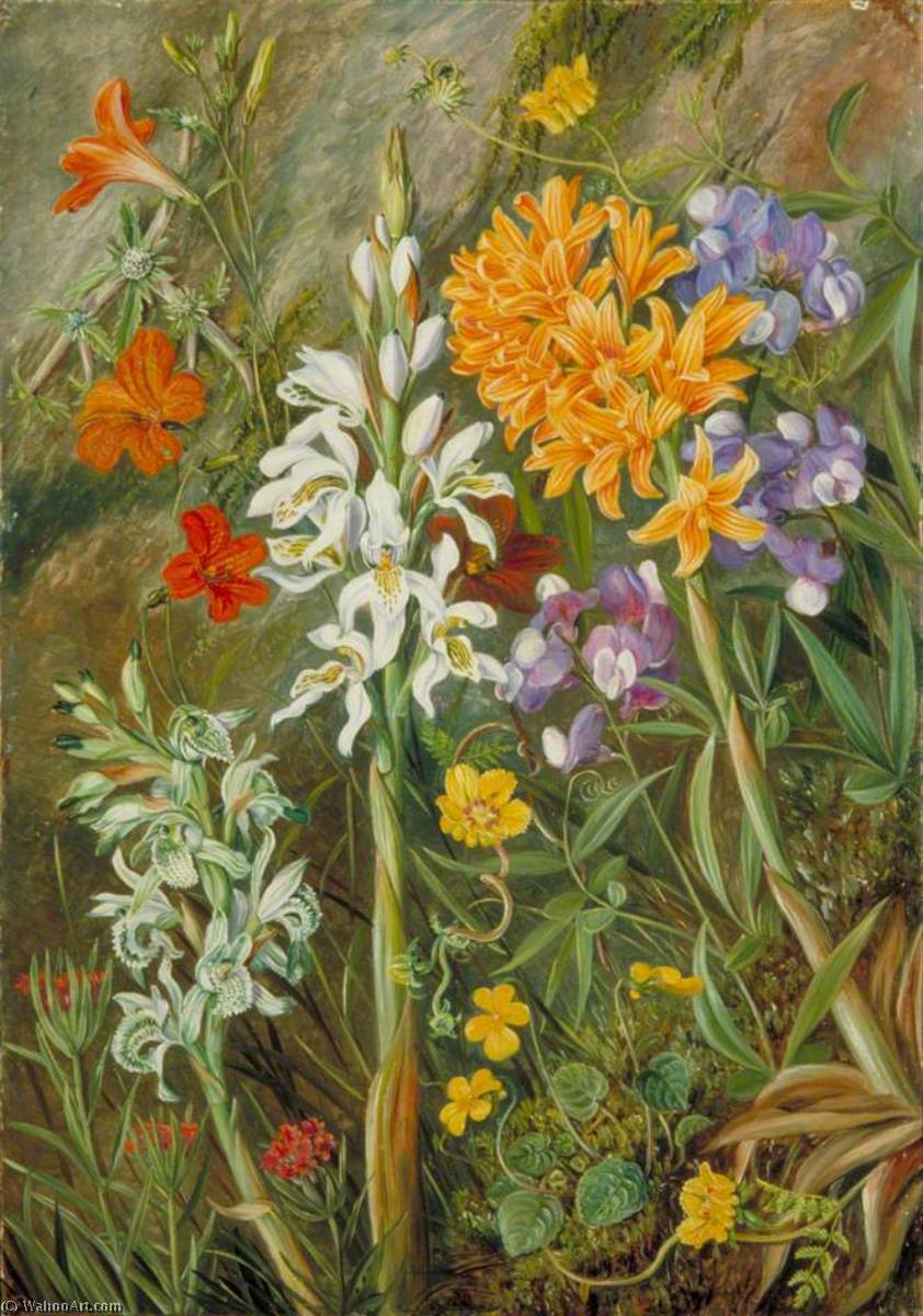 Chilian Ground Orchids And Other Flowers — Marijana Nort