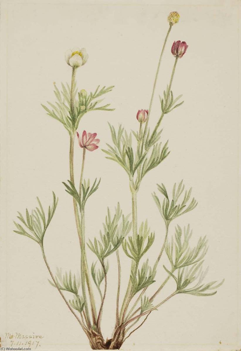 Globe Anemone (anemone Globosa) — Mary Morris Vaux Walcott