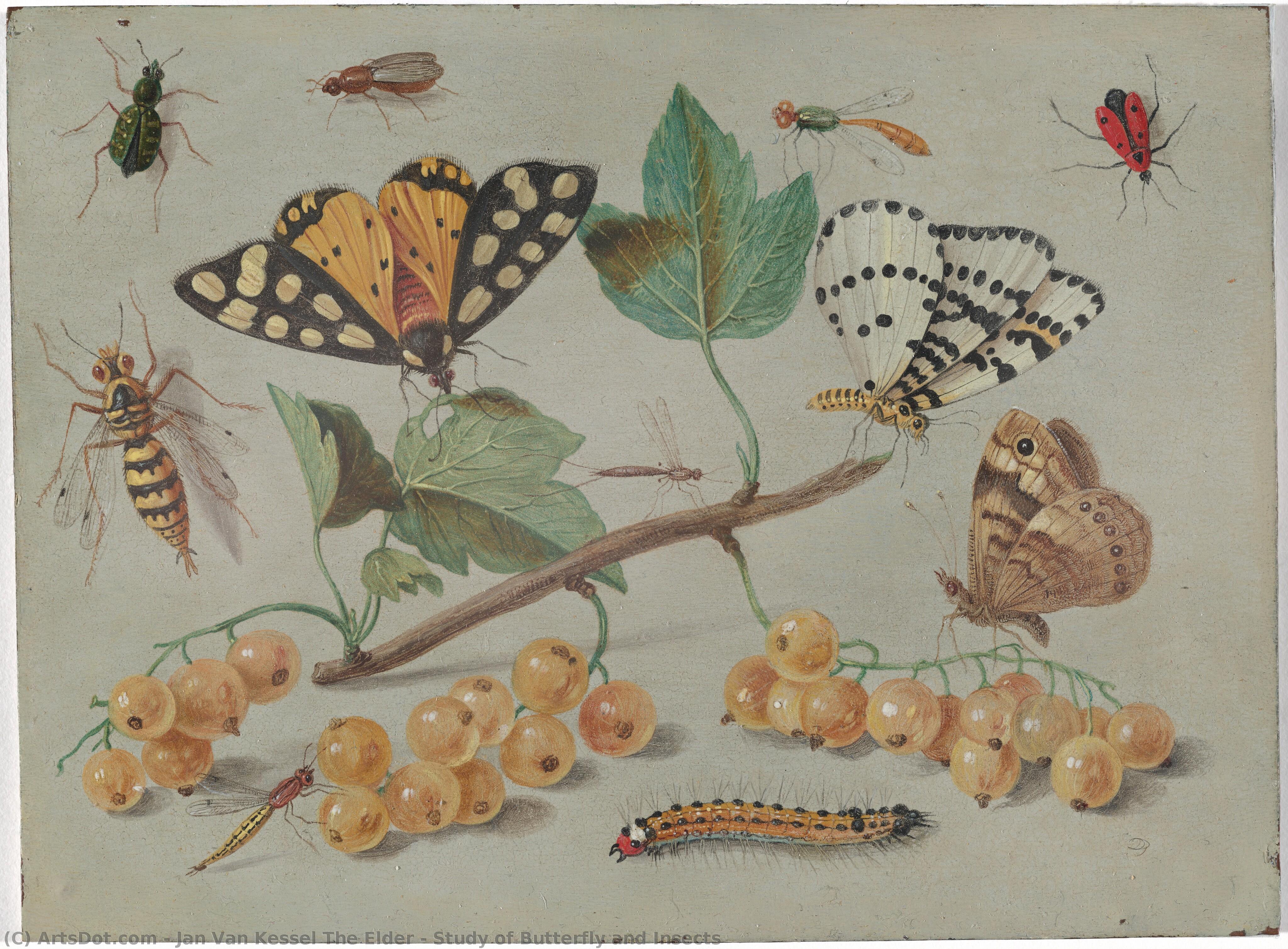 Study Of Butterfly And Insects — Jan Van Kessel The Elder