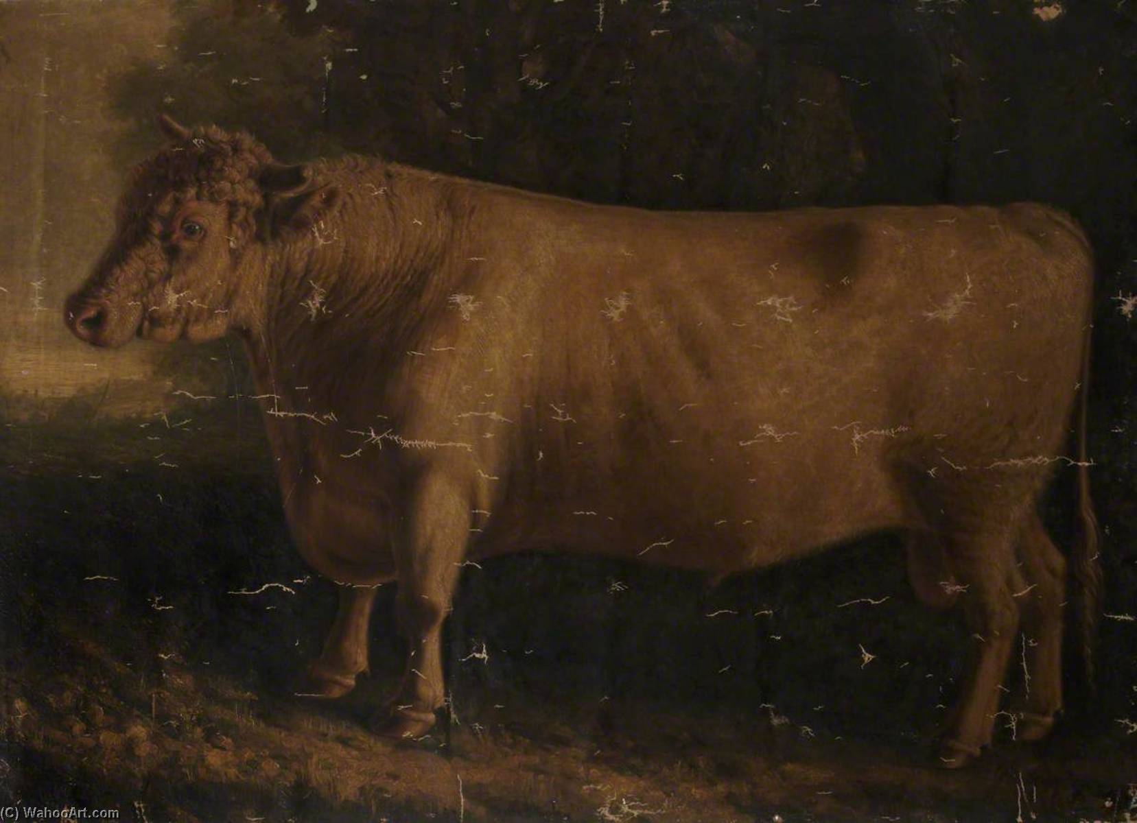 Shorthorn Bull — Уильям Шилс
