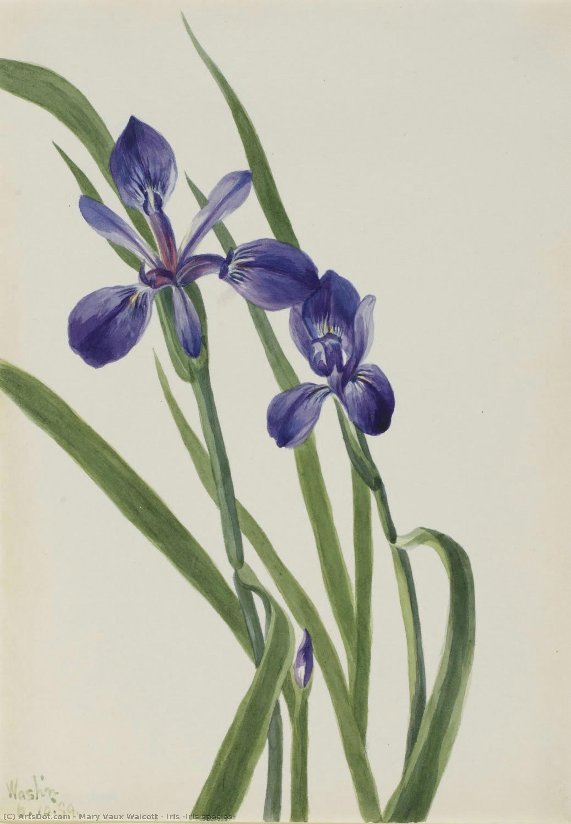Iris (iris Species) — メアリー・ヴォー・ウォルコット