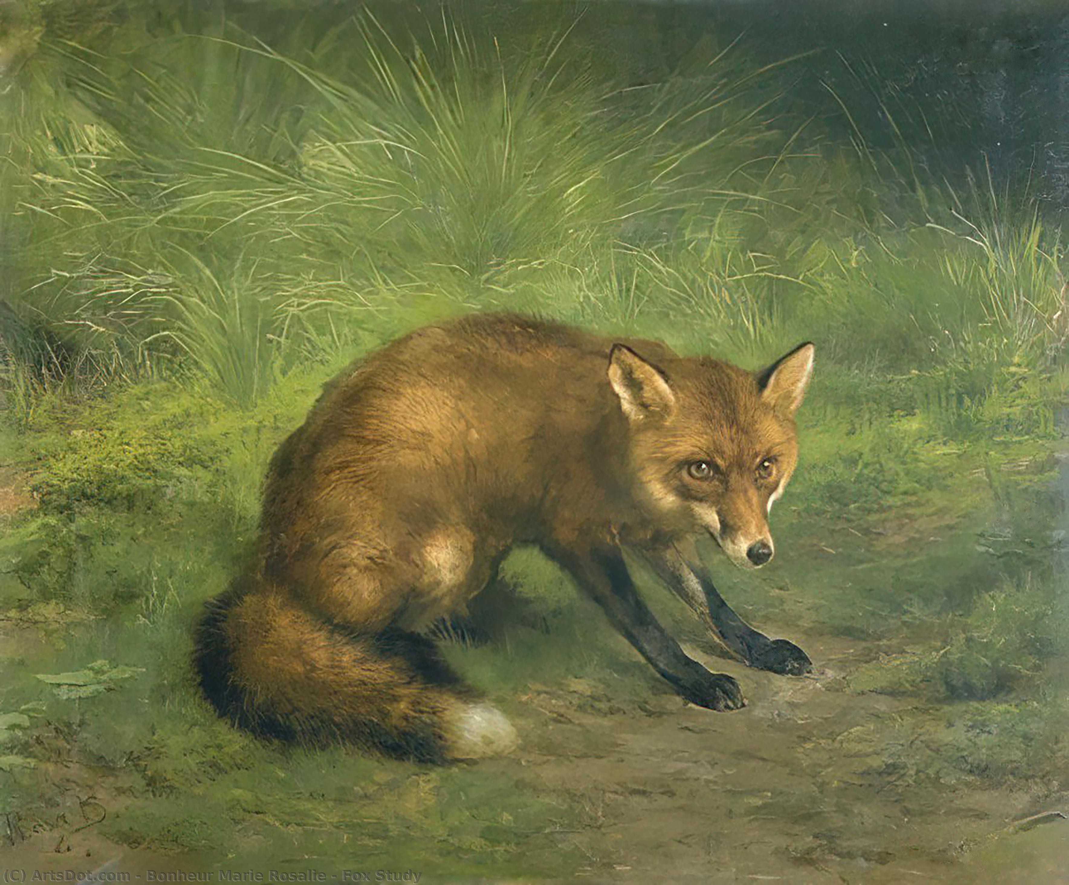 Fox Study — Bonheur Marie Rosalie