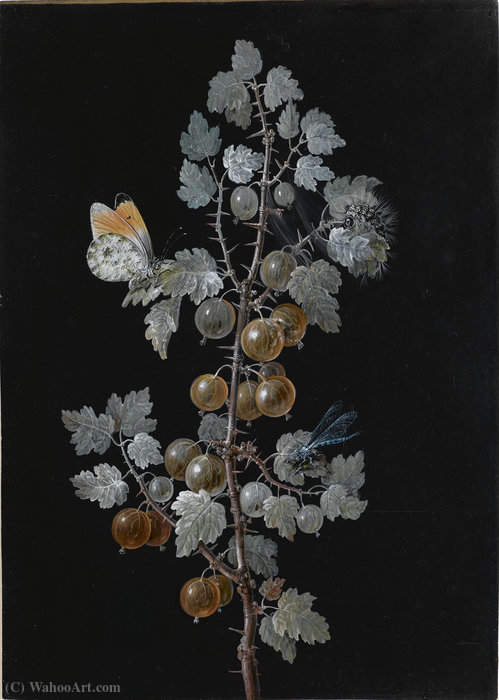 A Gooseberry Branch, With A Dragonfly, Butterfly And Caterpillar — Barbara Regina Dietzsch