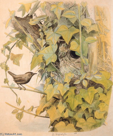 Troglodytus — Edouard Traviès