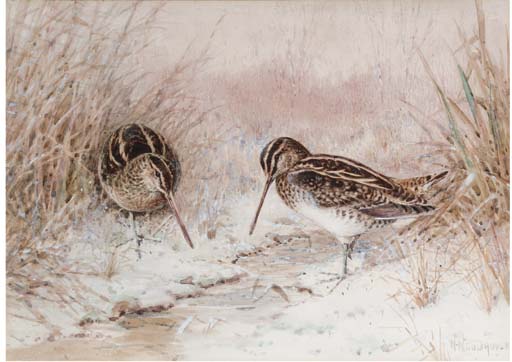 Snipe In Snow — William Arnold Woodhouse