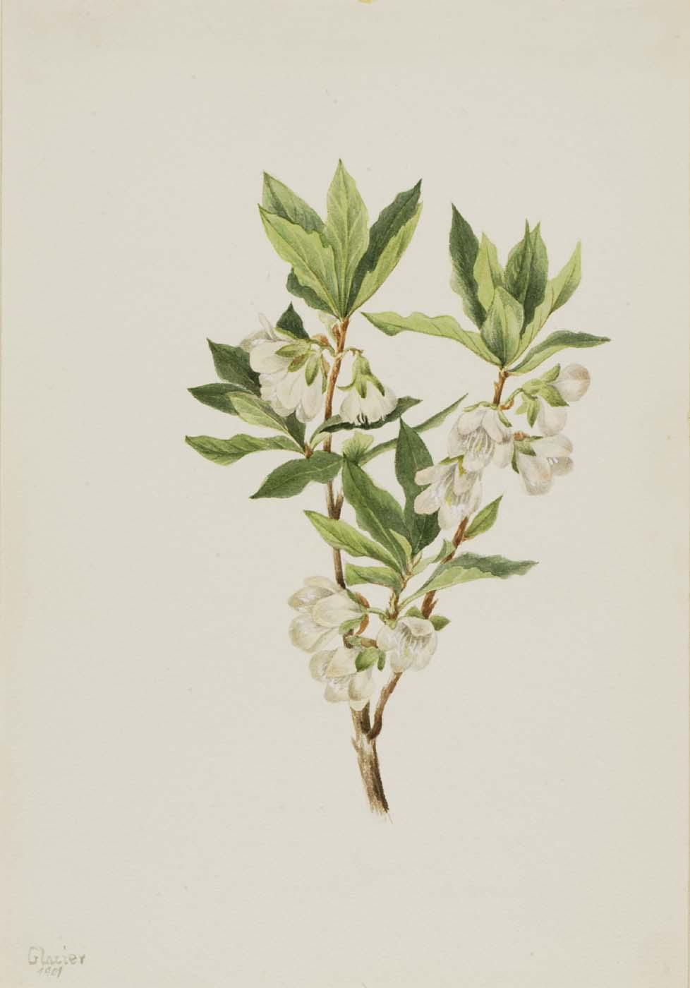 Rocky Mountain Rhododendron (rhododendron Albiflorum) — Mary Vaux Walcott