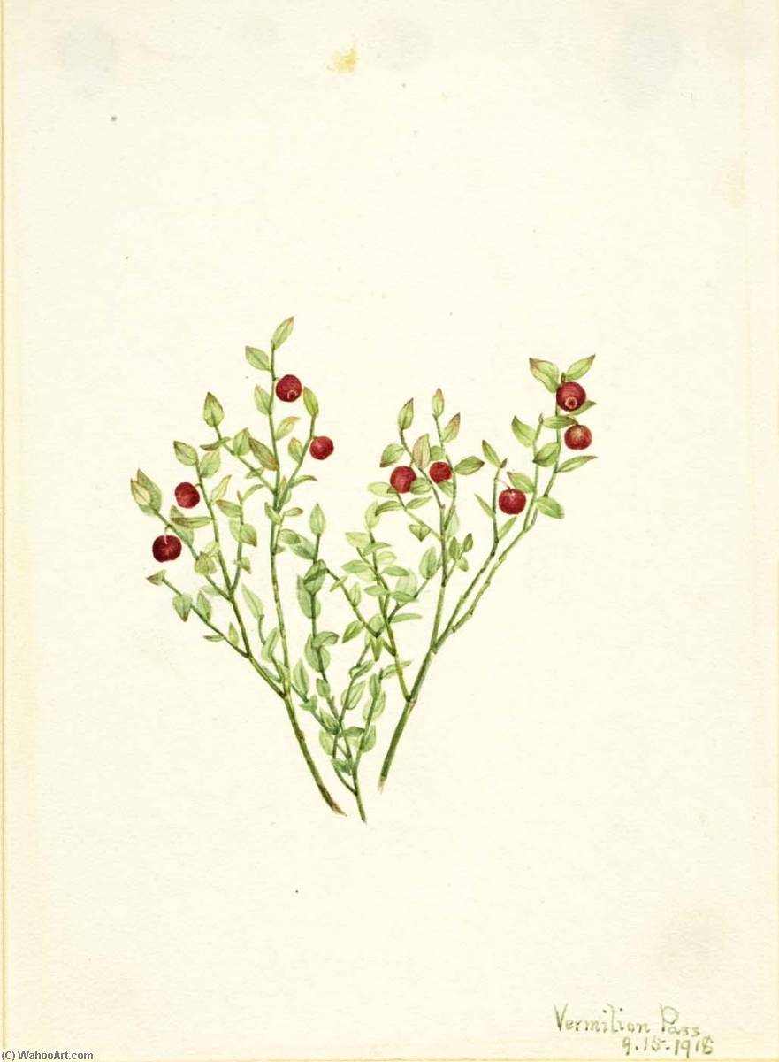 Grouse Whortleberry (vaccinium Scoparium) — Mary Vaux Walcott