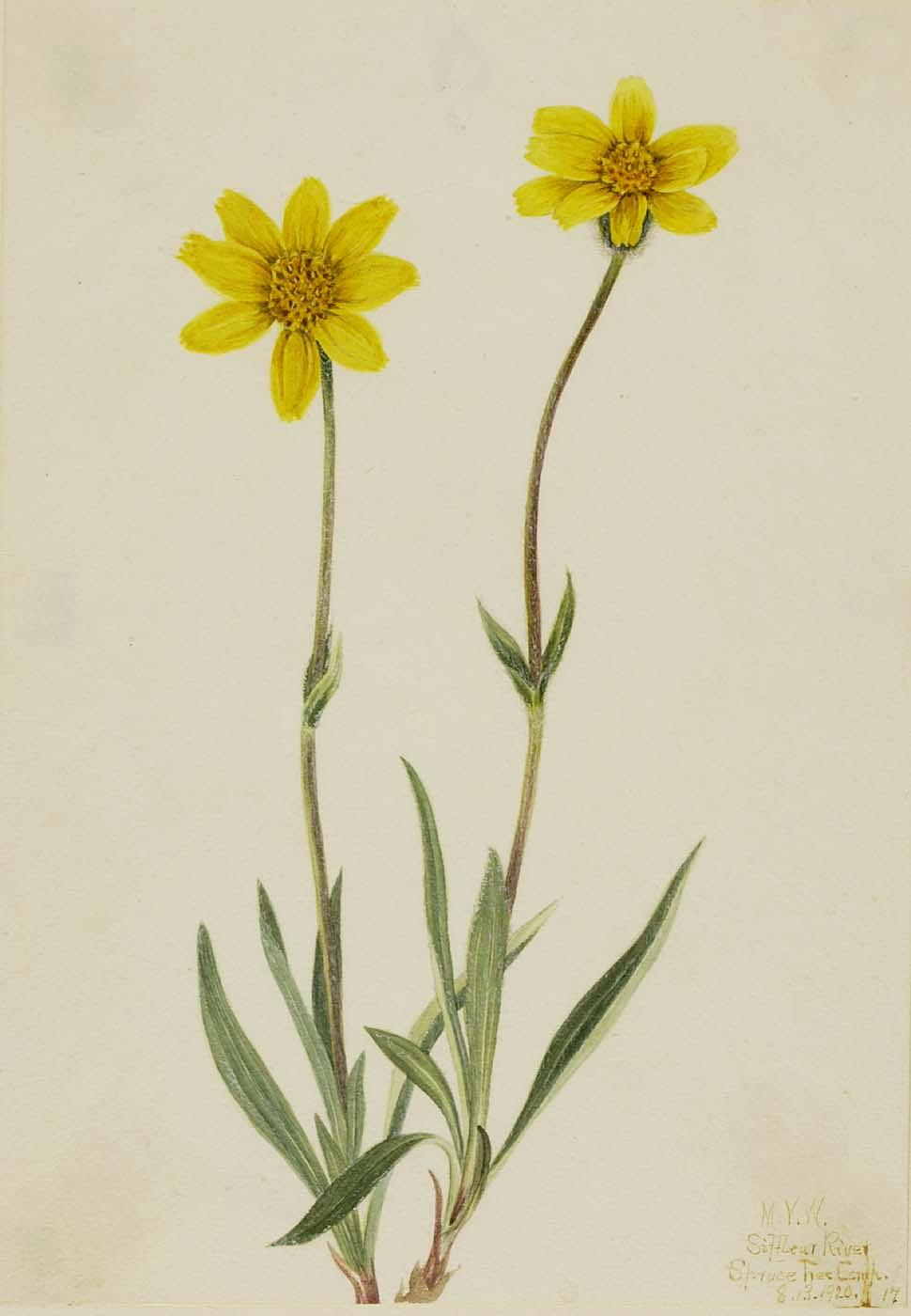 Woolly Arnica (arnica Tomentosa) — Meri Moris Voks Volkot