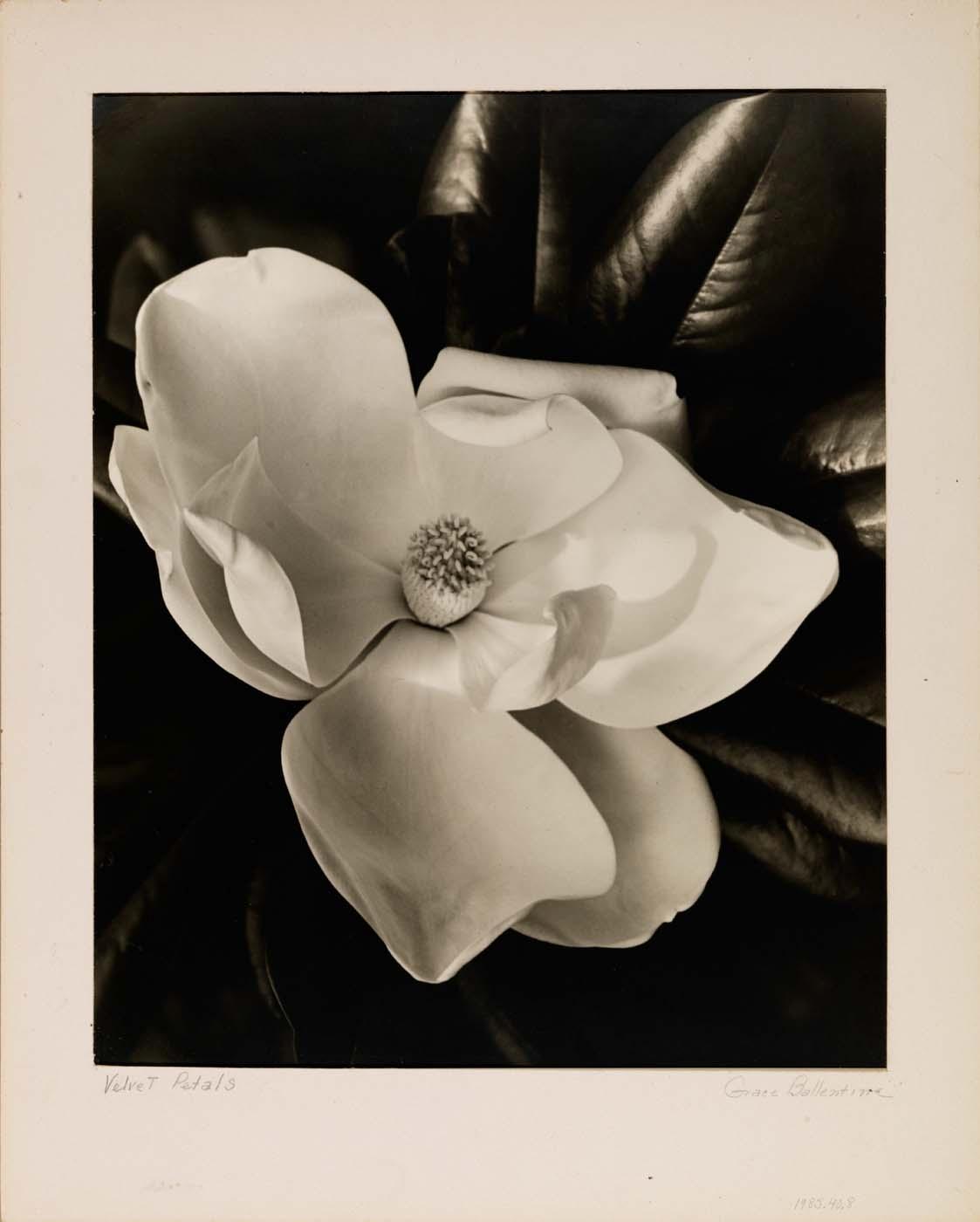 Velvet Petals — Grace M Ballentine
